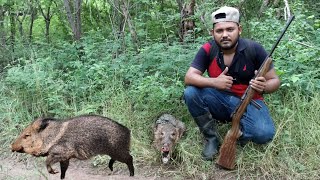 cacería de javali o pecarí de collar con rrifle 22 Magnum ⛰️🐗👍 [upl. by Clark527]