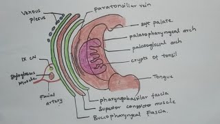 Palatine tonsil anatomyrelationsblood supply  keep learning [upl. by Leakim]