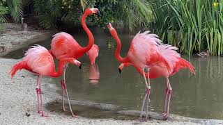 Flamingos at the San Diego Zoo [upl. by Adnilrem]