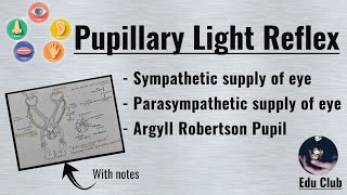 Pupillary Light Reflex  Argyll Robertson Pupil  Special Senses Physiology [upl. by Bouzoun315]