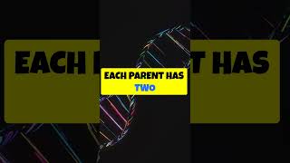 Punnett squares illustrate genetic crosses [upl. by Risteau282]