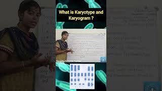 Karyotype and Karyogram deepikasciencecorner karyotype karyogram biology class10science [upl. by Raddie]