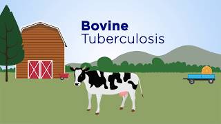 Abrupt events and population synchrony in the dynamics of Bovine Tuberculosis [upl. by Desimone]