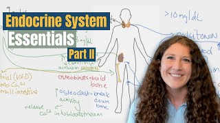 MCAT Biology Endocrine System and Calcium Homeostasis [upl. by Tallulah]