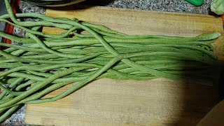 Beans cutting  asmr  beans vegetable [upl. by Llenrev]