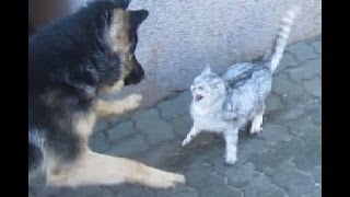 HUND KÄMPFT GEGEN KATZE DIE KATZE SCHLÄGT ZURÜCK CAT Vs DOG FIGHT [upl. by Tatiana]