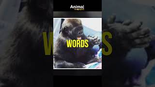 The Gorilla Who Can Speak Sign Language [upl. by Nollaf]