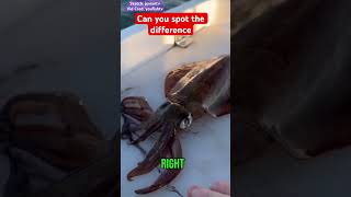 Humanely killing a squid with two chops humour memevideo fishingvideo animalrights [upl. by Abekam]