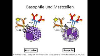 Mastzellen und basophile Granulozyten [upl. by Ioab851]