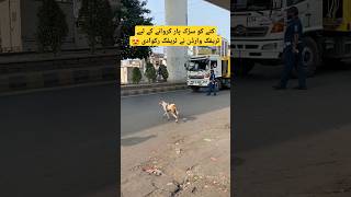 Traffic Warden Stopped Traffic for Dog Road Cross Lahore [upl. by Namor]