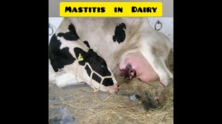 Mastitis in cattle Introduction Treatment and Prevention [upl. by Nylesaj969]