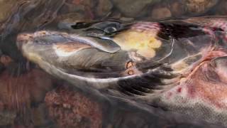 To The Journeys End The Lifecycle of the Atlantic Salmon [upl. by Jacinda]