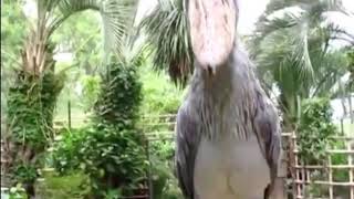 Shoebill stork sound [upl. by Eirac832]