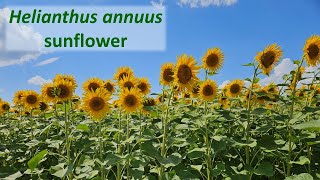 Sunflower Helianthus annuus a North American plant species widely planted globally [upl. by Presley]