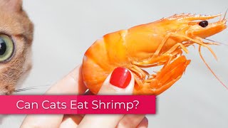 Can Cats Eat Shrimp Be it Raw or Cooked [upl. by Kauslick]