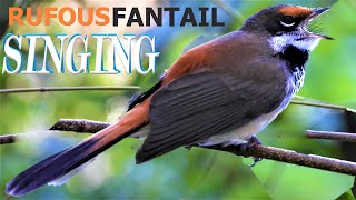 Rufous Fantail Call Bird Song Sound Noises [upl. by Nyrtak582]