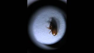 Dying flea closeup [upl. by Ardnaik]