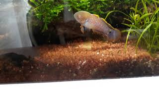 Peacock Gudgeons in breeding mode in planted tank [upl. by Damiani]