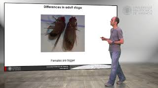 Drosophila melanogaster Differences between males and females   UPV [upl. by Ahsilek]