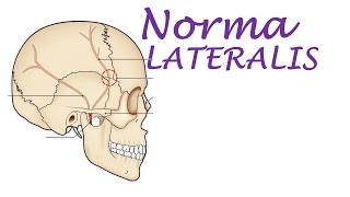 Chp1  Normal Lateralis  Skull  BD Chaurasia  Dr Asif Lectures [upl. by Bryner]