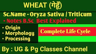 Wheat origin morphology processing amp uses of wheat  Complete Life Cycle notes Bsc [upl. by Amikehs477]