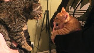 DUDE THE CAT MEETS DUDETTE THE CAT New Kitten [upl. by Feer]