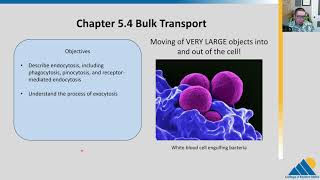 BIOL201 Ch54  Bulk Cellular Transport [upl. by Eitsirhc]