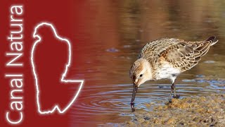 Correlimos común Calidris alpina Dunlin 4K [upl. by Mahoney352]