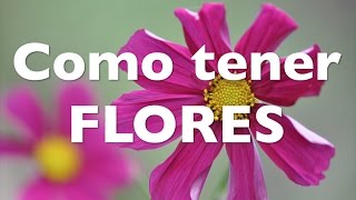 Cómo tener un cantero SIEMPRE con FLORES [upl. by Stavros]