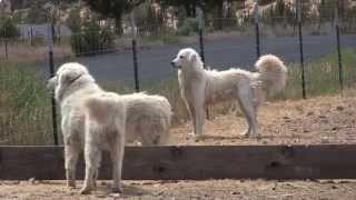 Maremma dogs guard goats near Terrebonne [upl. by Haily]