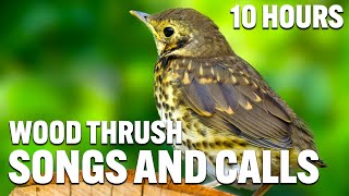 Wood Thrush Songs And Calls  Wood Thrush Sounds  Wood Thrush Singing  Wood Thrush Evening Song [upl. by Delia]