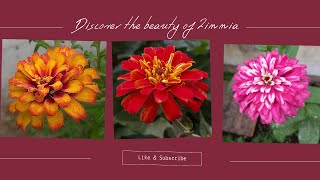 The beauty of three zinnias  Beautiful flowers  Gardening  From seeds to flowers • [upl. by Ahcim796]