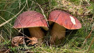 Boletus Pinicola entre castaños a 17 de septiembre de 2024 [upl. by Htiek]