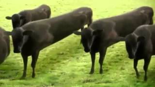 cow dance in nepali song [upl. by Horatia]