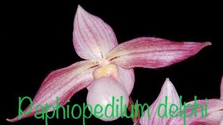 Paphiopedilum Delphi delenatii x philippinense [upl. by Shaum]