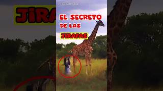 🦒Secretos de las Jirafas La Belleza en las Alturas animales [upl. by Hgielra]