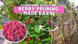 How to prune raspberries made easy A no fuss guide to pruning berries  Gardening skills 101 [upl. by Goat]