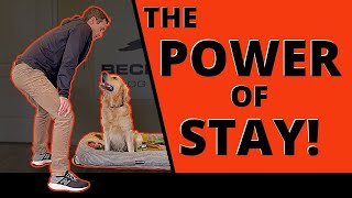 How to Train your Dog to Stay like a Pro The Endless Benefits of a Good Stay Queen’s Guard Level [upl. by Alrep]