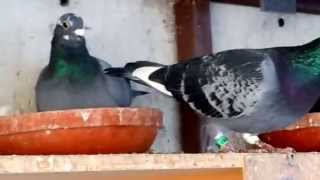 Racing Pigeons for Sale [upl. by Lib]