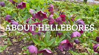 How to Grow Hellebores  5 Easy Care Tips for Stunning Early Blooms [upl. by Marduk420]