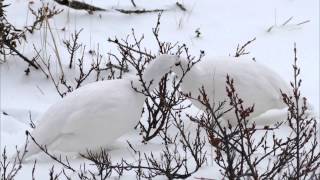 Willow Ptarmigan of Churchill  2014 [upl. by Asiralc]