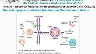 Altogen Biosystems Neuro2a Transfection Reagent [upl. by Ahsekahs846]