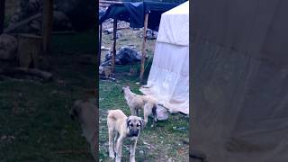 nomadic highland tents and shepherd dog keşfet plateau dogs nature travel travelvlog [upl. by Sletten]