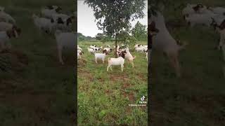 Boer goats feeding [upl. by Swartz956]