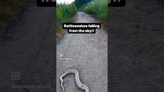 BIG Red Diamond Rattlesnake fell from the sky yesterday on our hike snake birdsofprey [upl. by Brace]