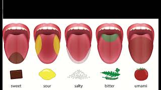 Bio 130  Special Senses Video Lesson [upl. by Nuaj]