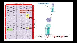 Mechanisms of Redundancy in Translation [upl. by Ciapha]