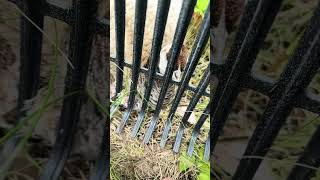 Remove Peafowl Eggs Safely no stress peafowl peacocks nature birds [upl. by Bina]