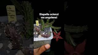 Stapelia scienzi varangolensis sukulent starfish tanamanunik [upl. by Amis967]