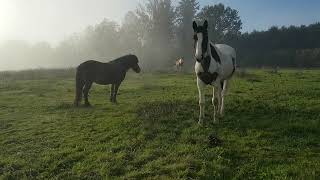 Der Nebel lichtet sich  Das Licht und die Liebe sind immer da [upl. by Ehcsrop]